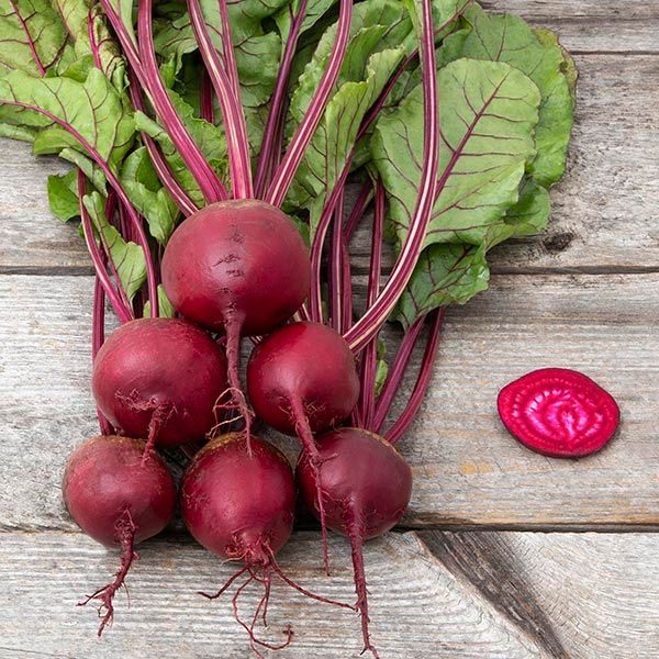 Beet Seeds Shiraz Beet; red globe roots with purple stems and green leaves, Seedtime Store on Tampa Home & Garden Store