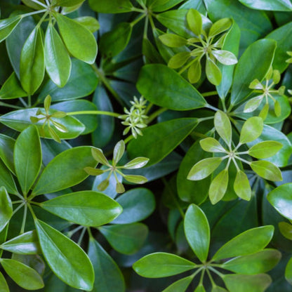 Schefflera Umbrella Plant; lush green leaves, indoor & outdoor plant by Live Good Logistics on Tampa Home & Garden Store