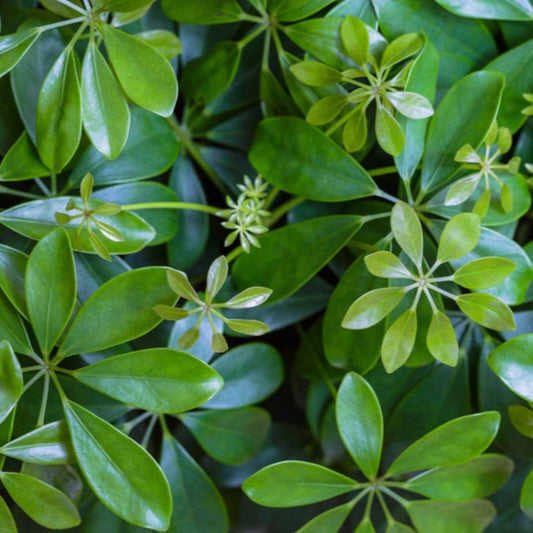 Schefflera Umbrella Plant; lush green leaves, indoor & outdoor plant by Live Good Logistics on Tampa Home & Garden Store