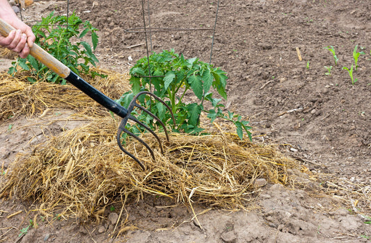100% Natural Wheat Straw - Glyphosate Free around a tomato plant with a fork Thunder Acres on Tampa Home & Garden Store