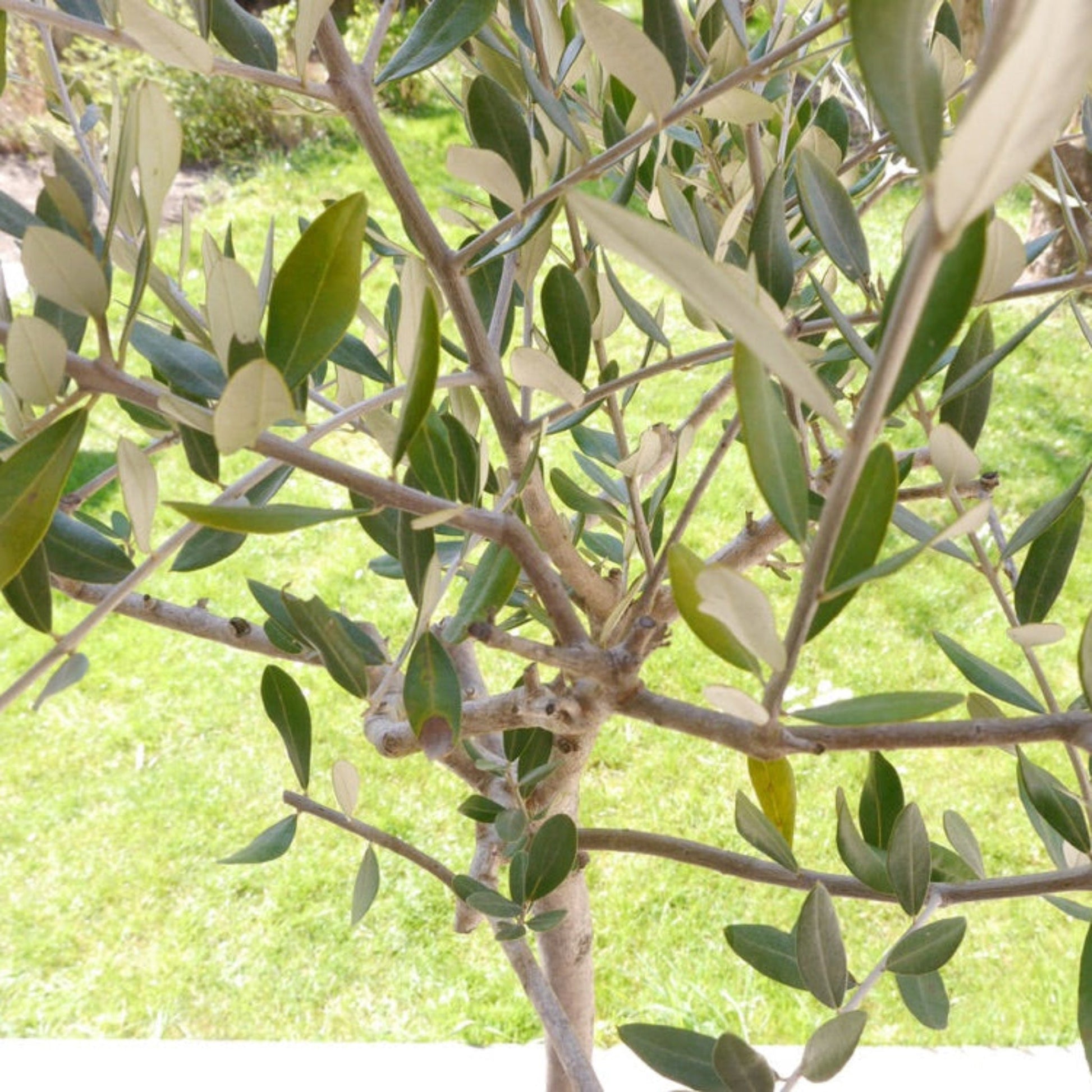 Frantoio Olive Tree plant with dark green leaves Live Good Logistics on Tampa Home & Garden Store