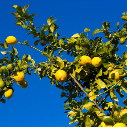 Eureka Lemon Tree plant with yellow lemons and glossy green leaves against a blue sky on Tampa Home & Garden Store