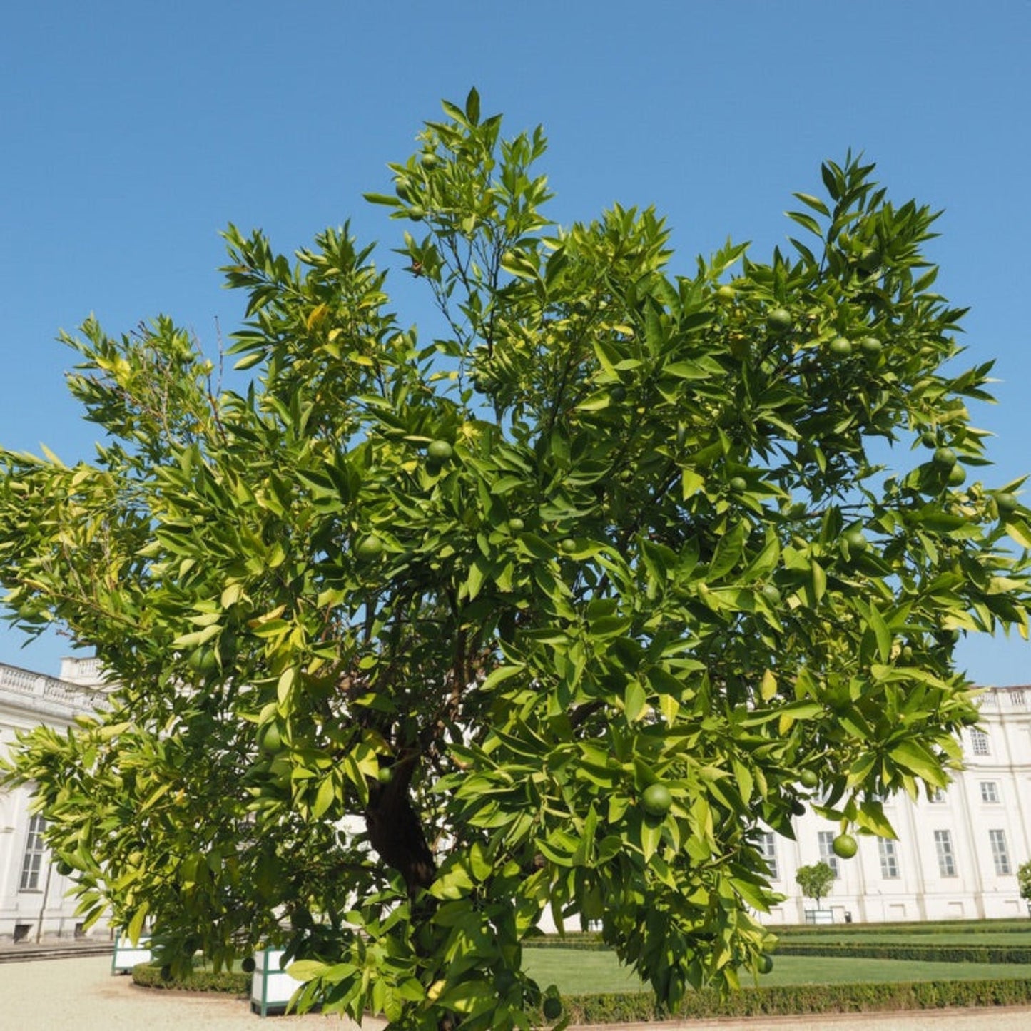 Persian Bearss lime tree plant with green fruit and glossy leaves in a sunny yard on Tampa Home & Garden Store