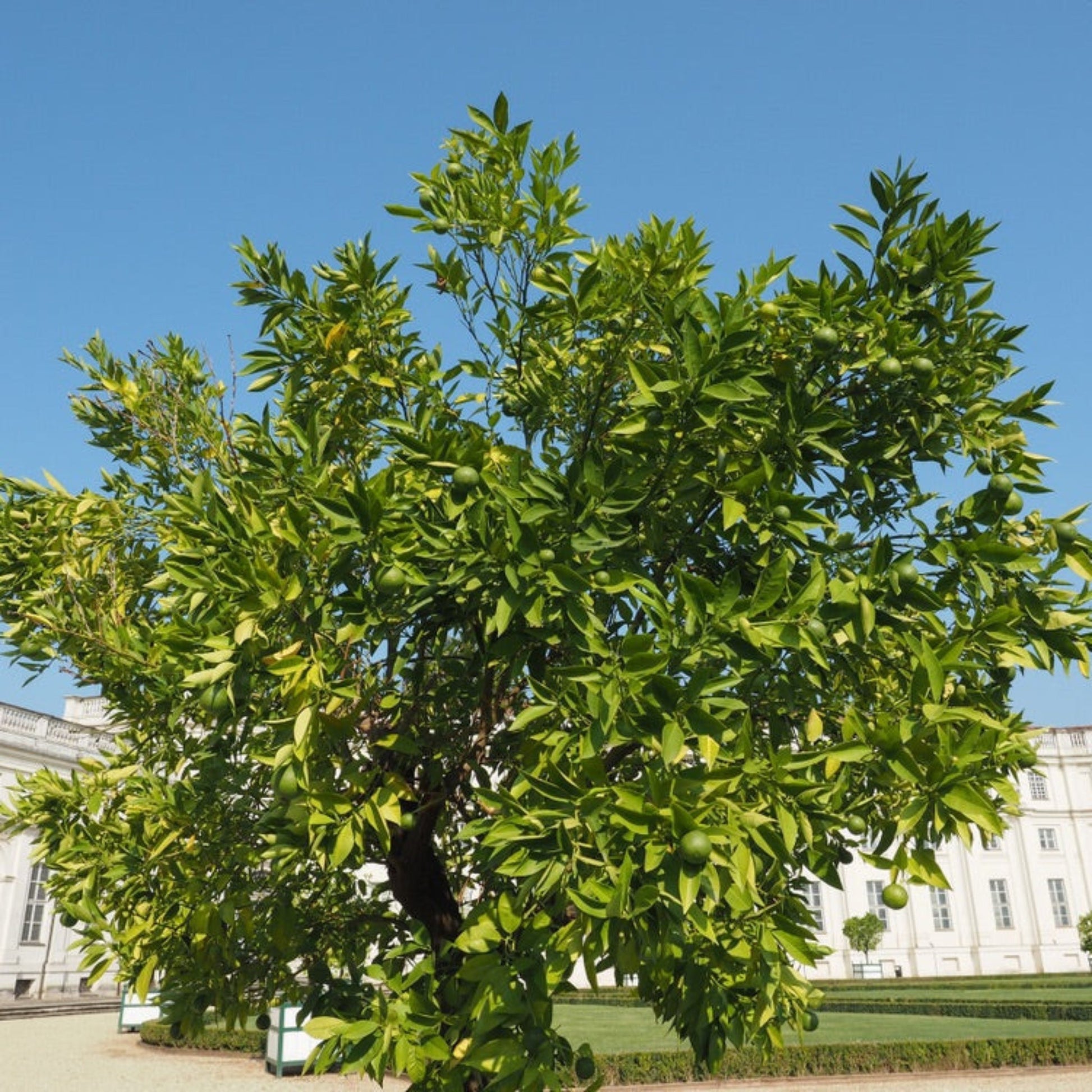 Persian Bearss lime tree plant, fruit-bearing with glossy green leaves on Tampa Home & Garden Store