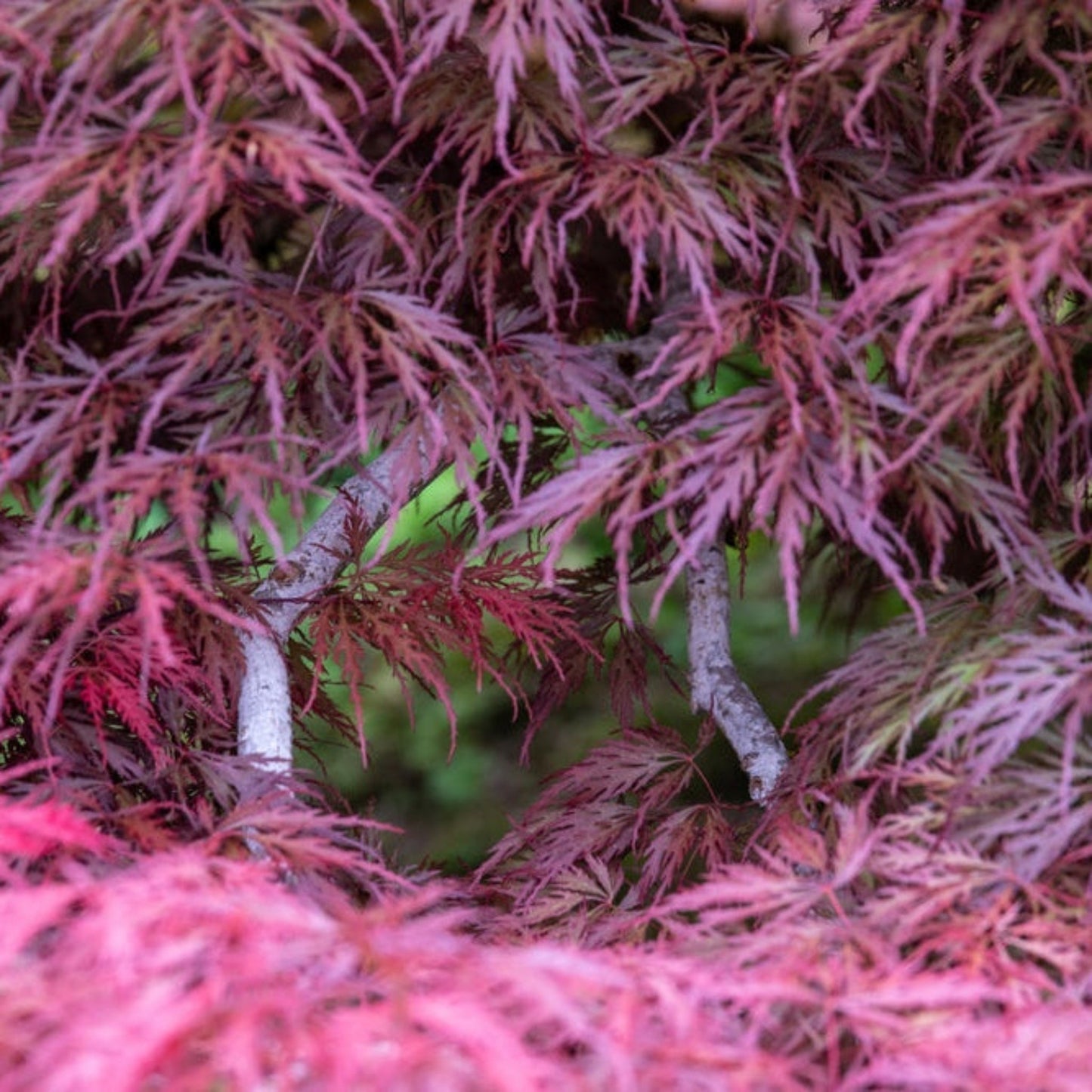 Inaba Shidare Japanese Maple plant with pink-red feathery leaves on branches on Tampa Home & Garden Store
