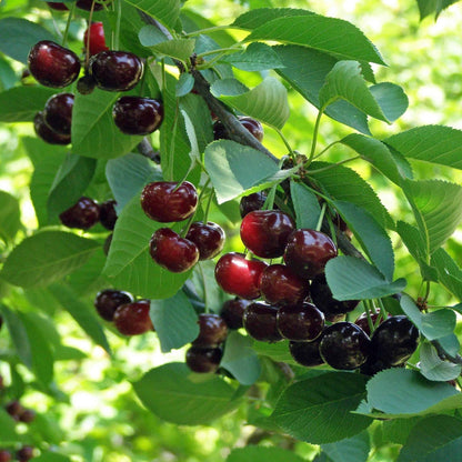 Romeo and Juliet Cherry Trees plant with dark red cherries and leaves Live Good Logistics on Tampa Home & Garden Store