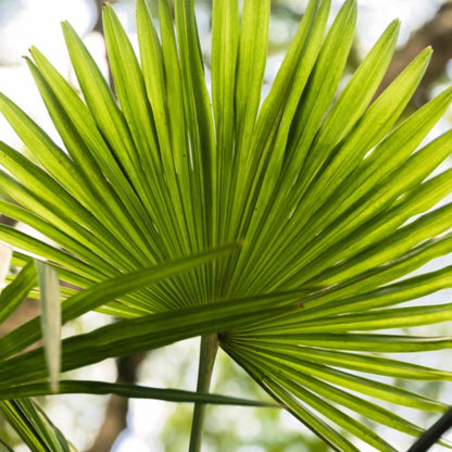 Chinese Fan Palm plant with bright green fan-shaped leaves on Tampa Home & Garden Store