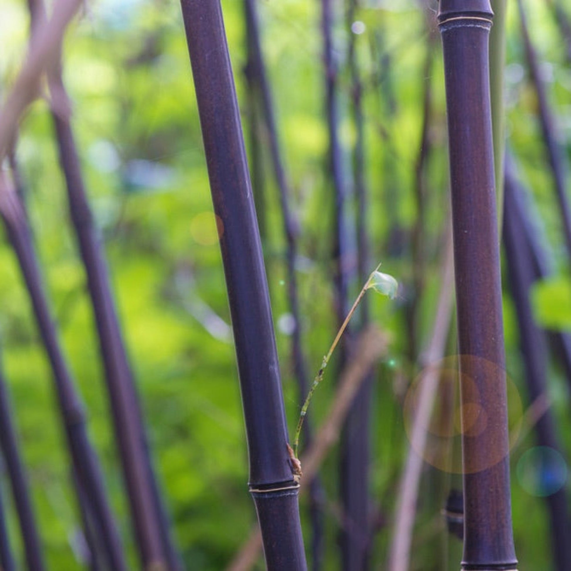 Black Bamboo plant with purple stems in a dense grove on Tampa Home & Garden Store