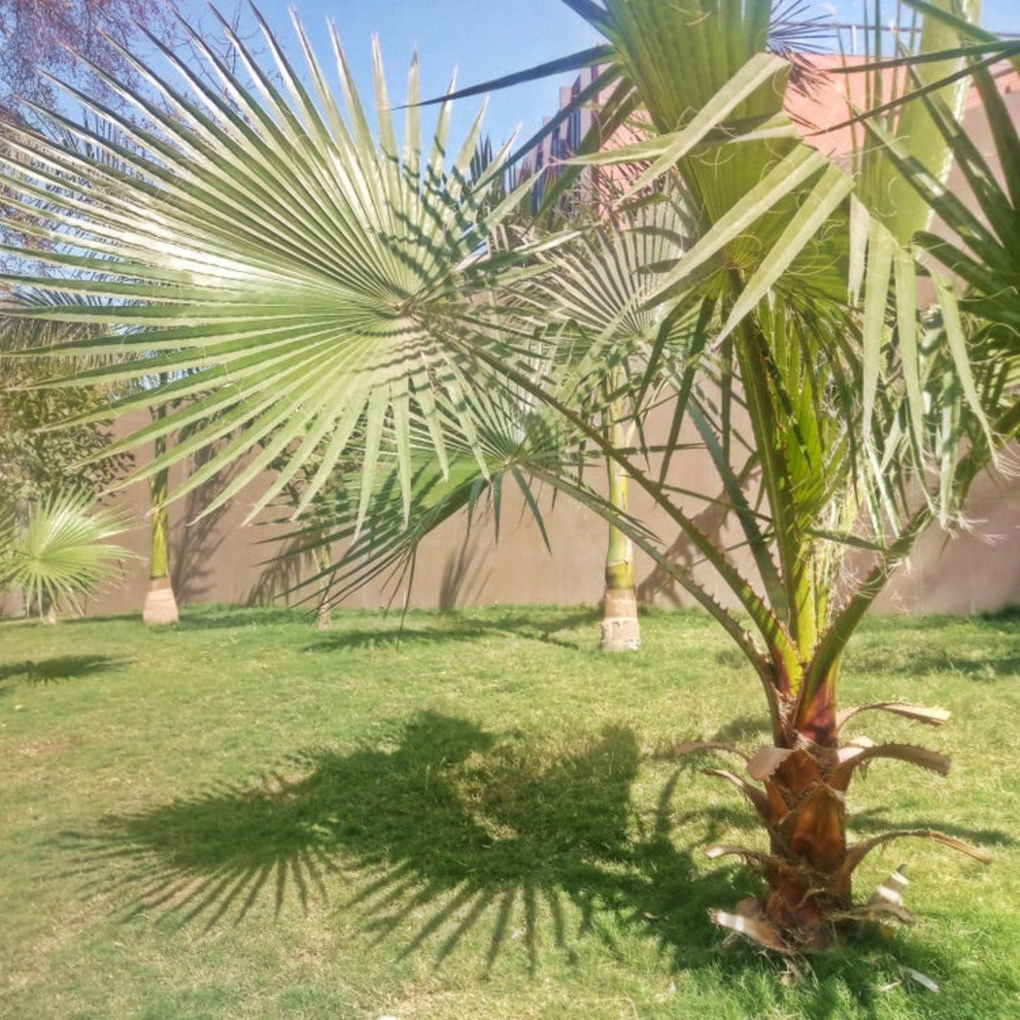 Three Dwarf Palmetto Tree plants in yard with green fan fronds, outdoor palms on Tampa Home & Garden Store