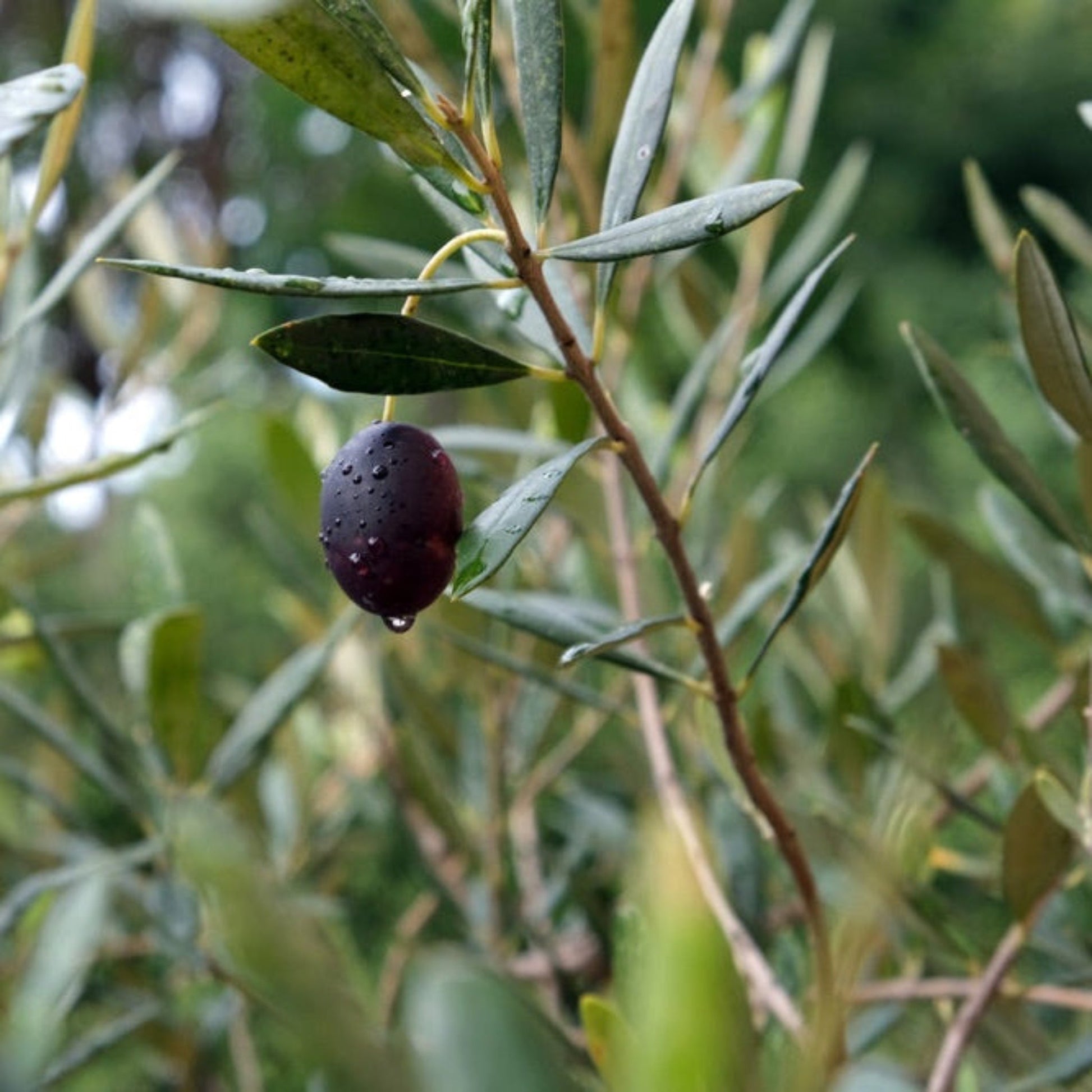 Mission Olive Tree plant with dark purple olives and slender blue-green leaves on Tampa Home & Garden Store