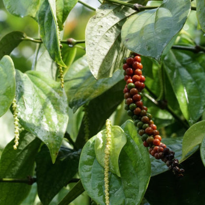 Black Pepper Plant with ripening peppercorn clusters on vine indoor & outdoor plant on Tampa Home & Garden Store