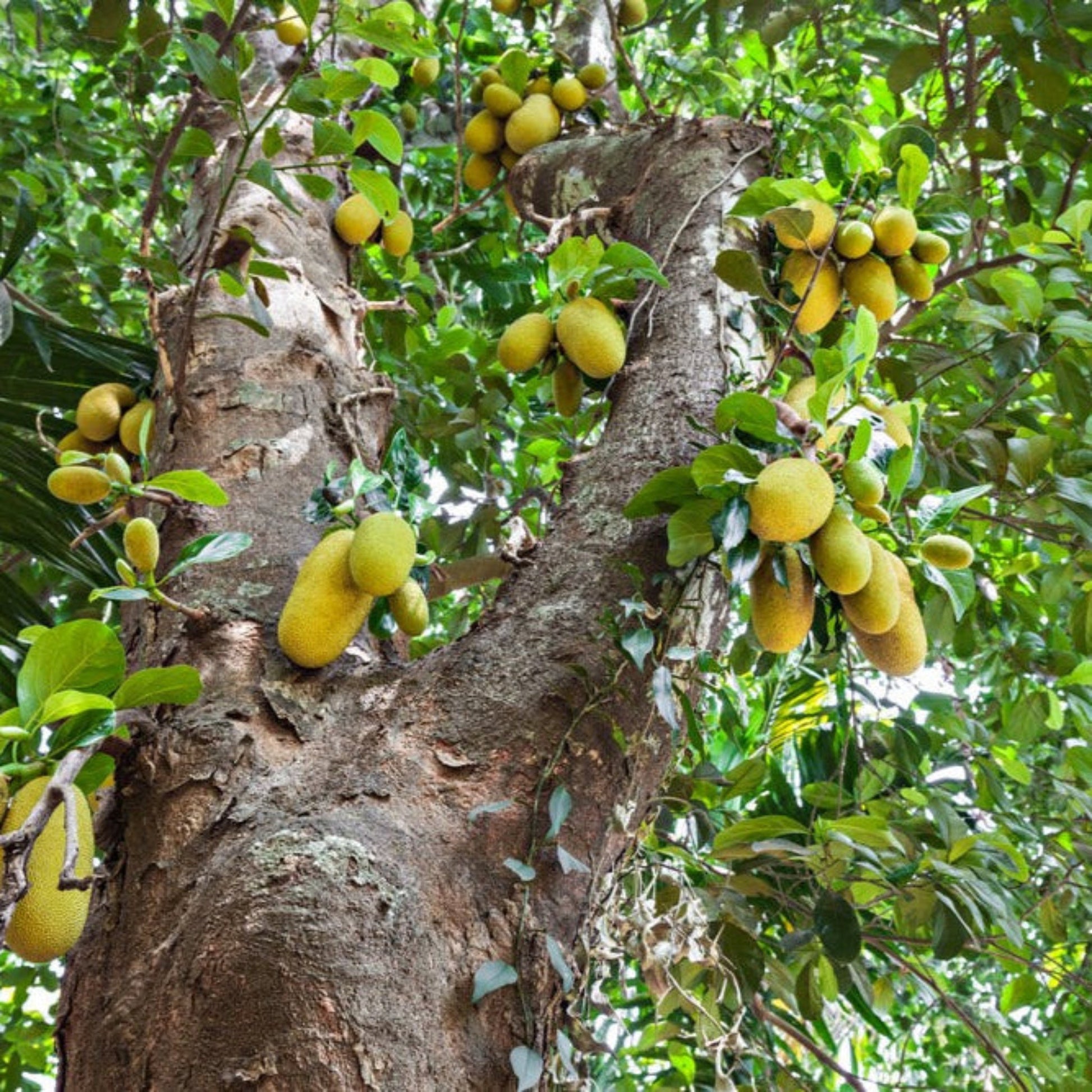 Jackfruit Tree outdoor plant with clusters of yellow fruit and glossy green leaves on Tampa Home & Garden Store