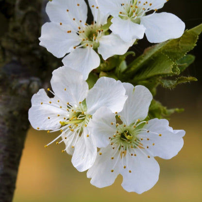 Live Bing Cherry Tree Sweet Fruit Variety
