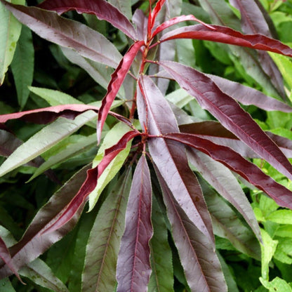 Bonfire Patio Peach plant with purple-red and green leaves, Live Good Logistics brand on Tampa Home & Garden Store