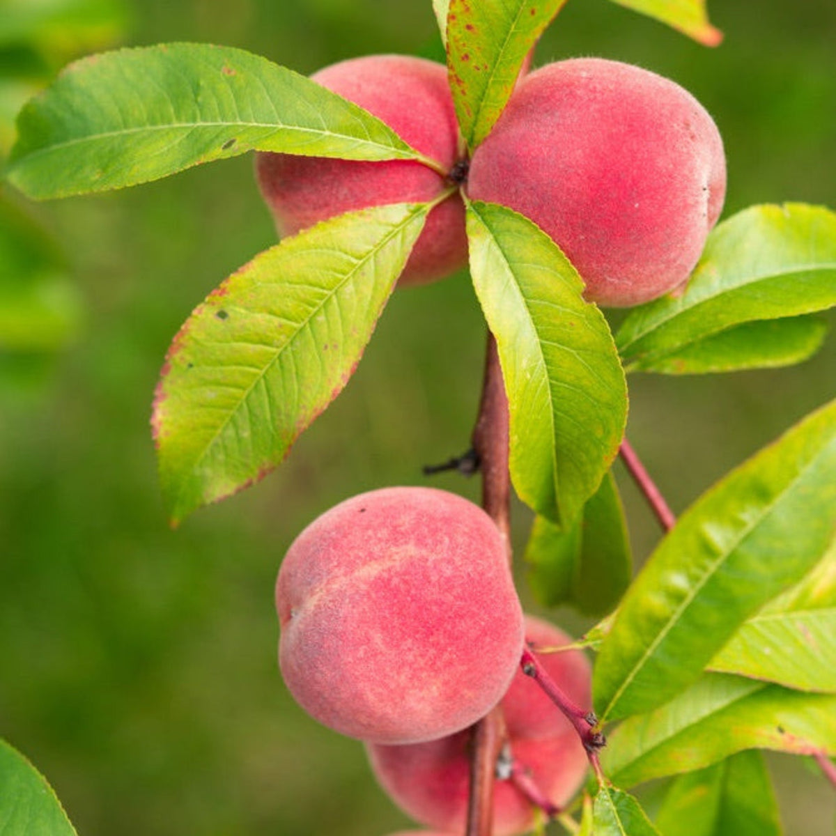 Fruit Snacks Blushing Pearl Columnar Peach Tree plant with pink peaches and green leaves on Tampa Home & Garden Store