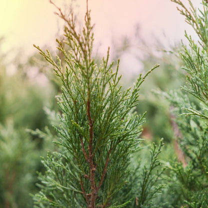Brodie Eastern Red Cedar plant, compact evergreen conifer by Live Good Logistics on Tampa Home & Garden Store