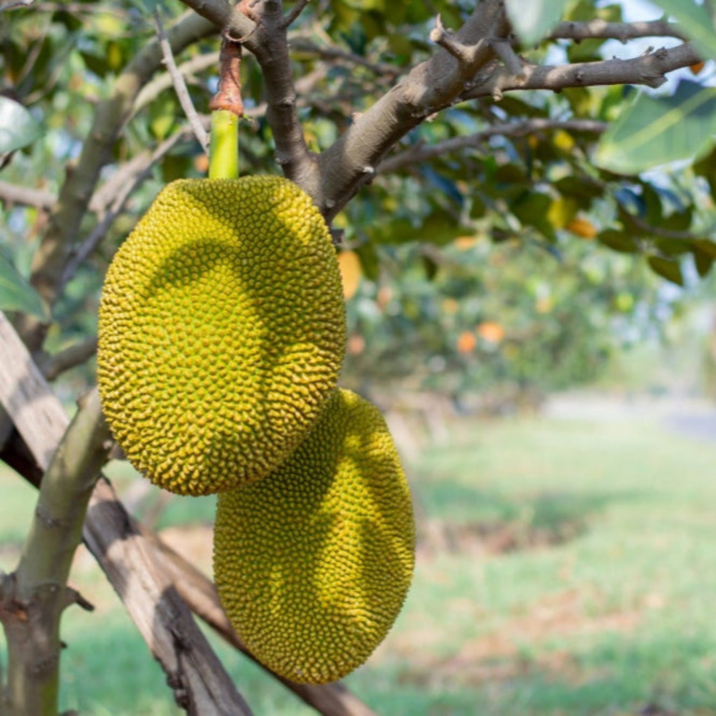 Jackfruit Tree plant with large green jackfruits hanging from branches, Live Good Logistics on Tampa Home & Garden Store