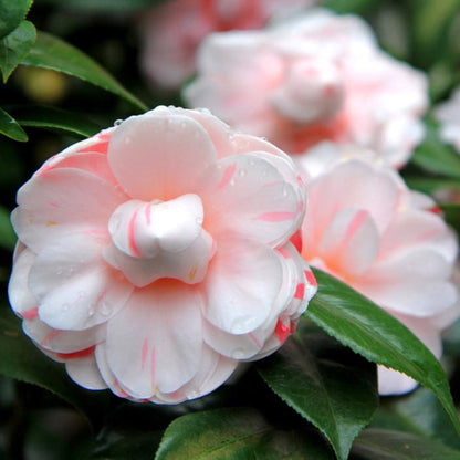 LA Peppermint Camellia plant with pink and white bloom and dewdrops on Tampa Home & Garden Store