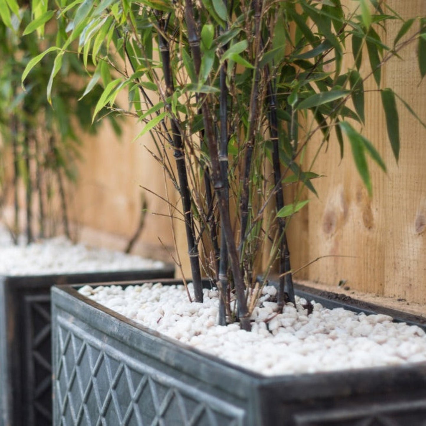 Black Bamboo plant with dark canes and green leaves in a planter with white rocks on Tampa Home & Garden Store