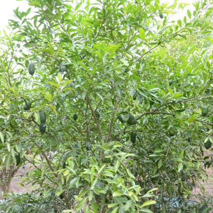 Australian Finger Lime Tree plant with lush green leaves and visible finger lime fruit on Tampa Home & Garden Store
