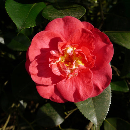 R.L. Wheeler Camellia plant with coral pink bloom and glossy green serrated leaves on Tampa Home & Garden Store