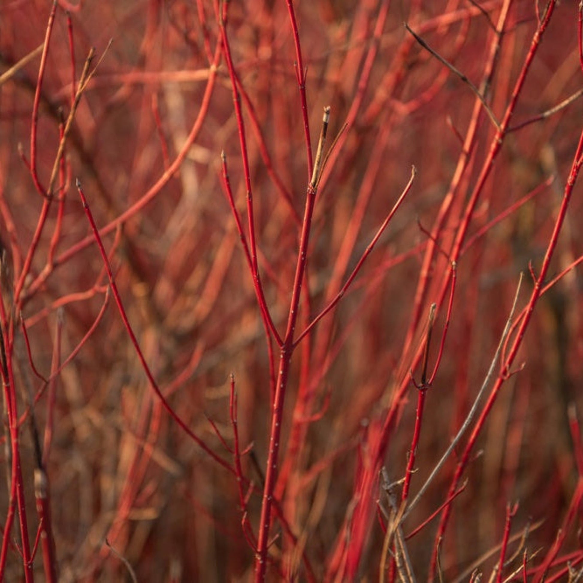 Arctic Fire Red Twig Dogwood plant by Live Good Logistics; vivid red stems, indoor/outdoor on Tampa Home & Garden Store