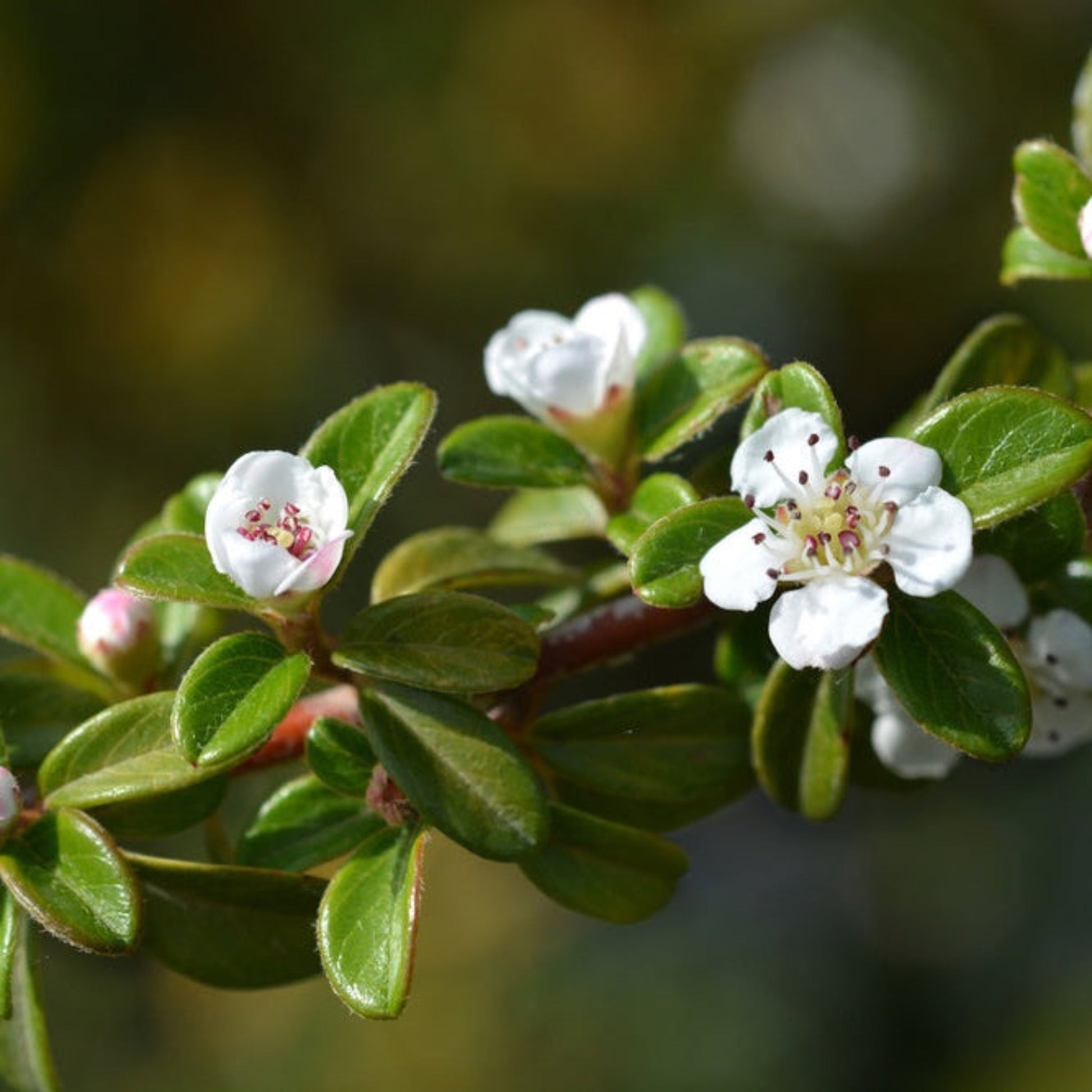 Coral Beauty Cotoneaster plant with glossy green leaves and small white blossoms on Tampa Home & Garden Store