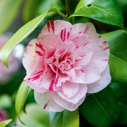 LA Peppermint Camellia plant with pink double blooms and glossy green leaves on Tampa Home & Garden Store