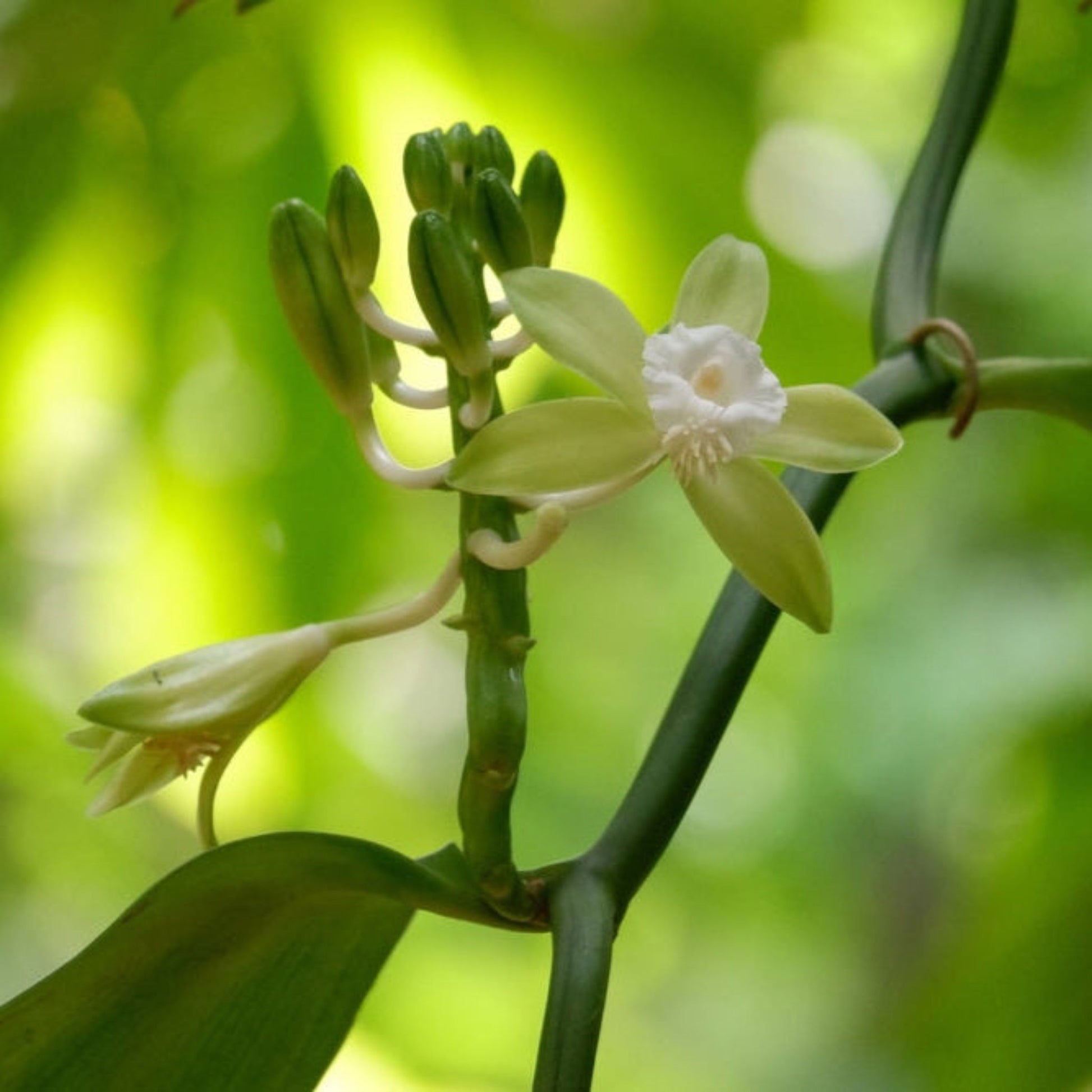 Vanilla Bean Orchid plant with white blooms and green buds, Live Good Logistics brand on Tampa Home & Garden Store