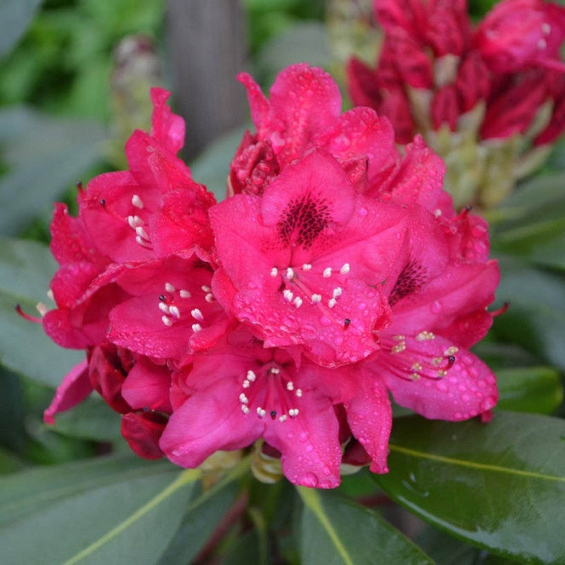Nova Zembla Rhododendron plant with vivid pink blooms; outdoor shrub Live Good Logistics on Tampa Home & Garden Store