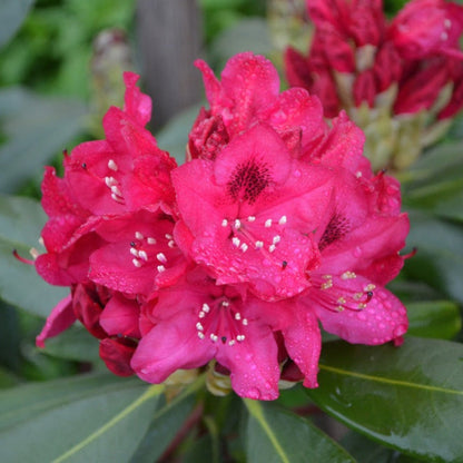 Nova Zembla Rhododendron plant with vivid pink blooms; outdoor shrub Live Good Logistics on Tampa Home & Garden Store