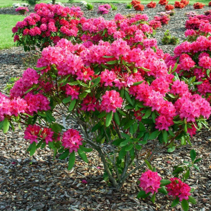 Nova Zembla Rhododendron plant with vivid pink blooms outdoor shrub Live Good Logistics on Tampa Home & Garden Store