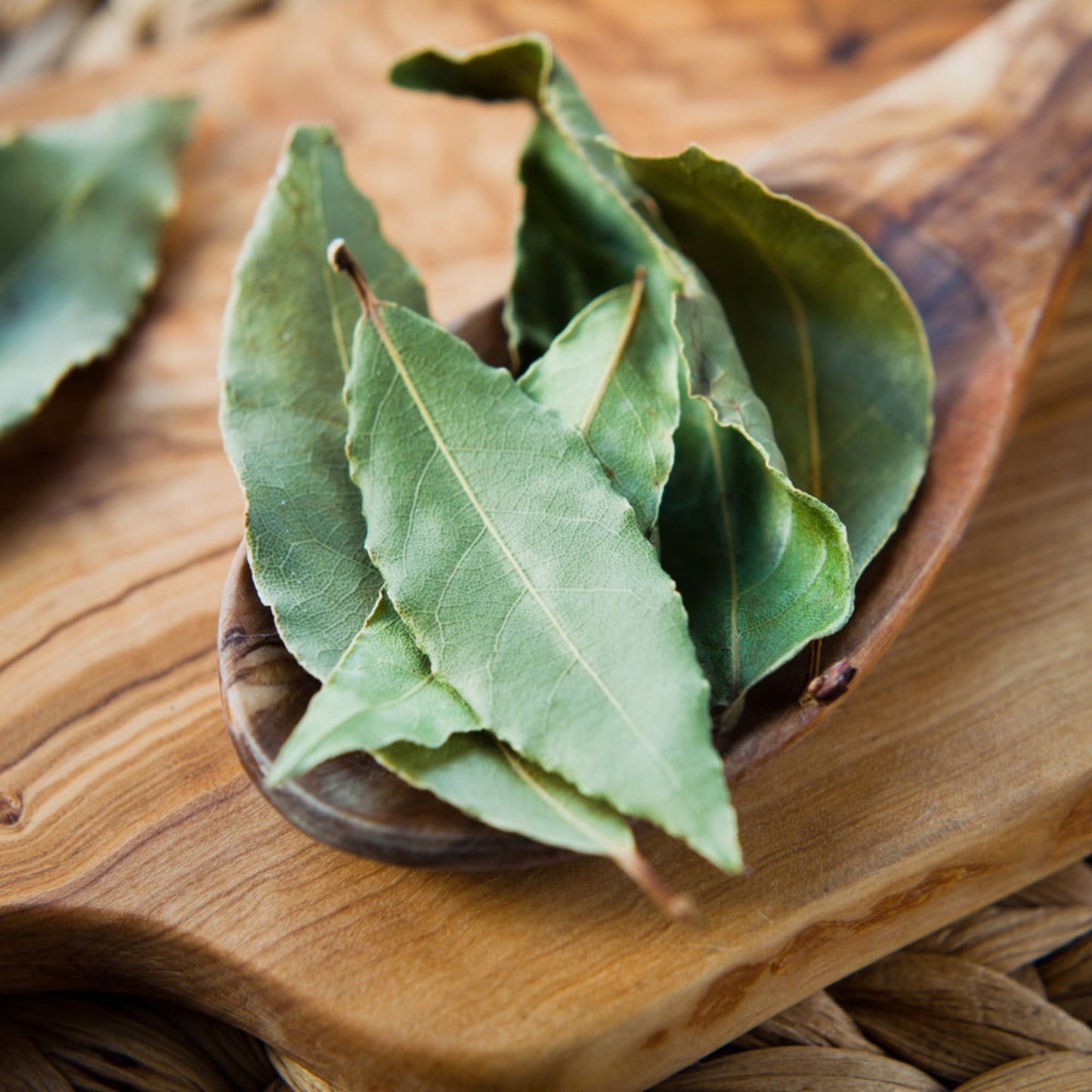 Bay Laurel plant with green leaves Live Good Logistics indoor outdoor plant on Tampa Store on Tampa Home & Garden Store