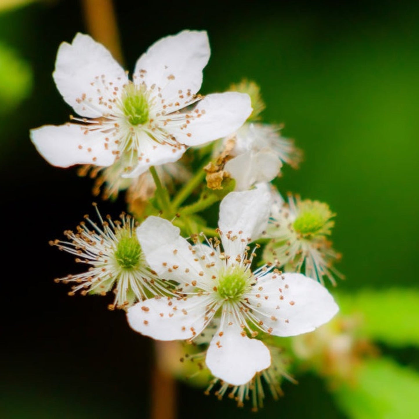Thornless Blackberry Bush plant with white blossoms, Live Good Logistics brand, outdoor plant on Tampa Home & Garden Store