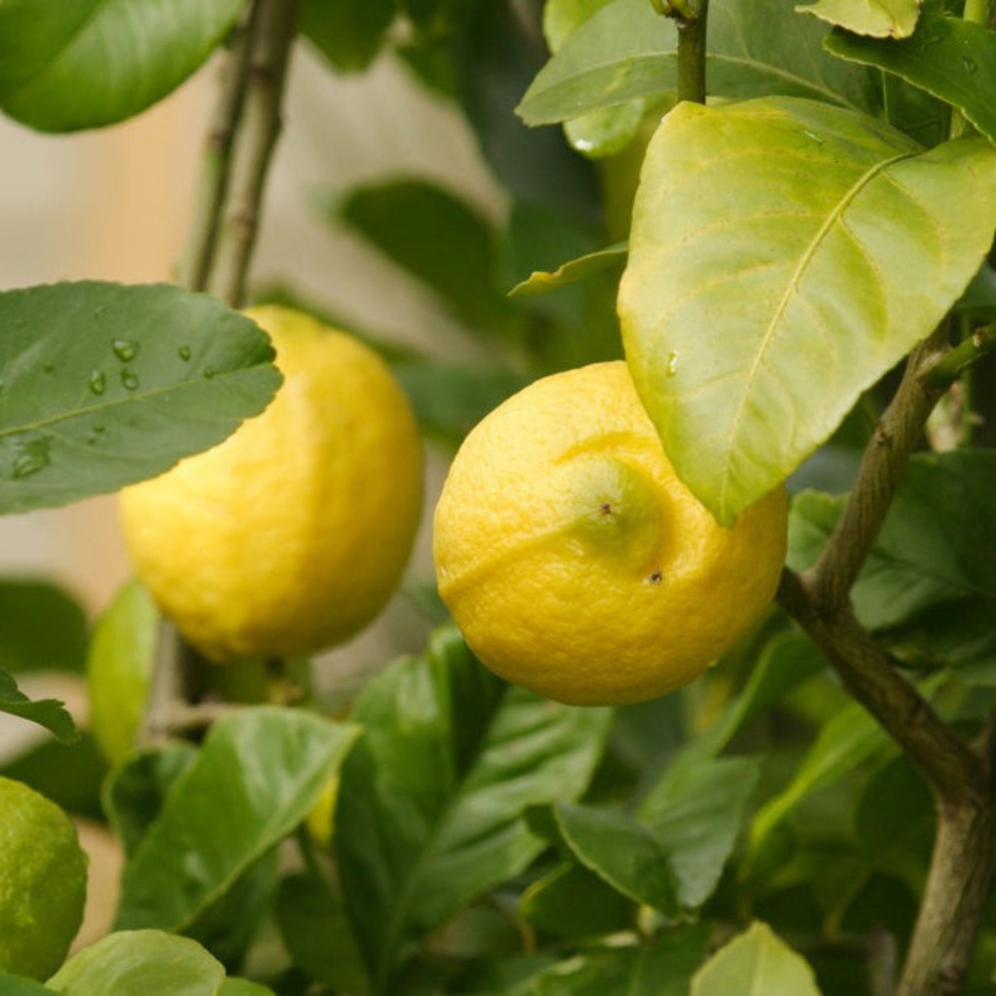 Eureka Lemon Tree plant with yellow lemons and green leaves Live Good Logistics on Tampa Home & Garden Store