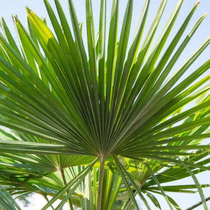 Dwarf Palmetto Tree with radiant green fan leaves, outdoor plant by Live Good Logistics on Tampa Home & Garden Store