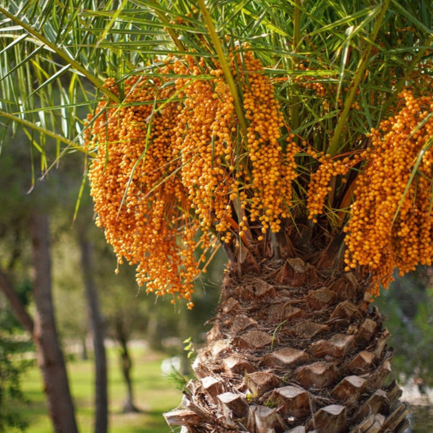 Pindo Palm plant with orange berry clusters, indoor/outdoor palm, Live Good Logistics on Tampa Home & Garden Store