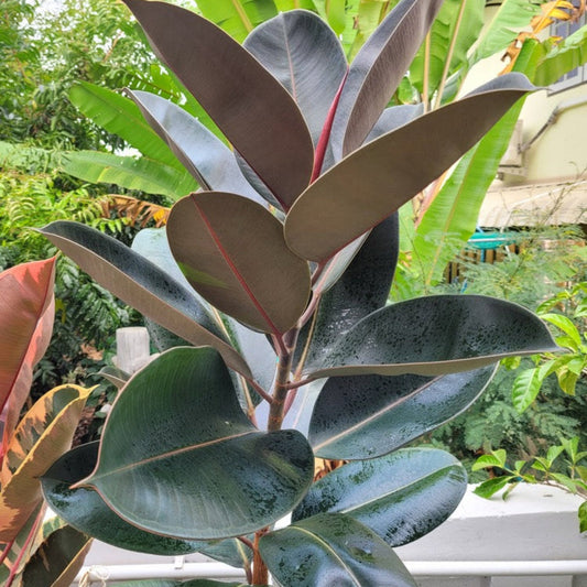 Ficus Burgundy plant with large burgundy leaves and red stems Live Good Logistics plant on Tampa Home & Garden Store