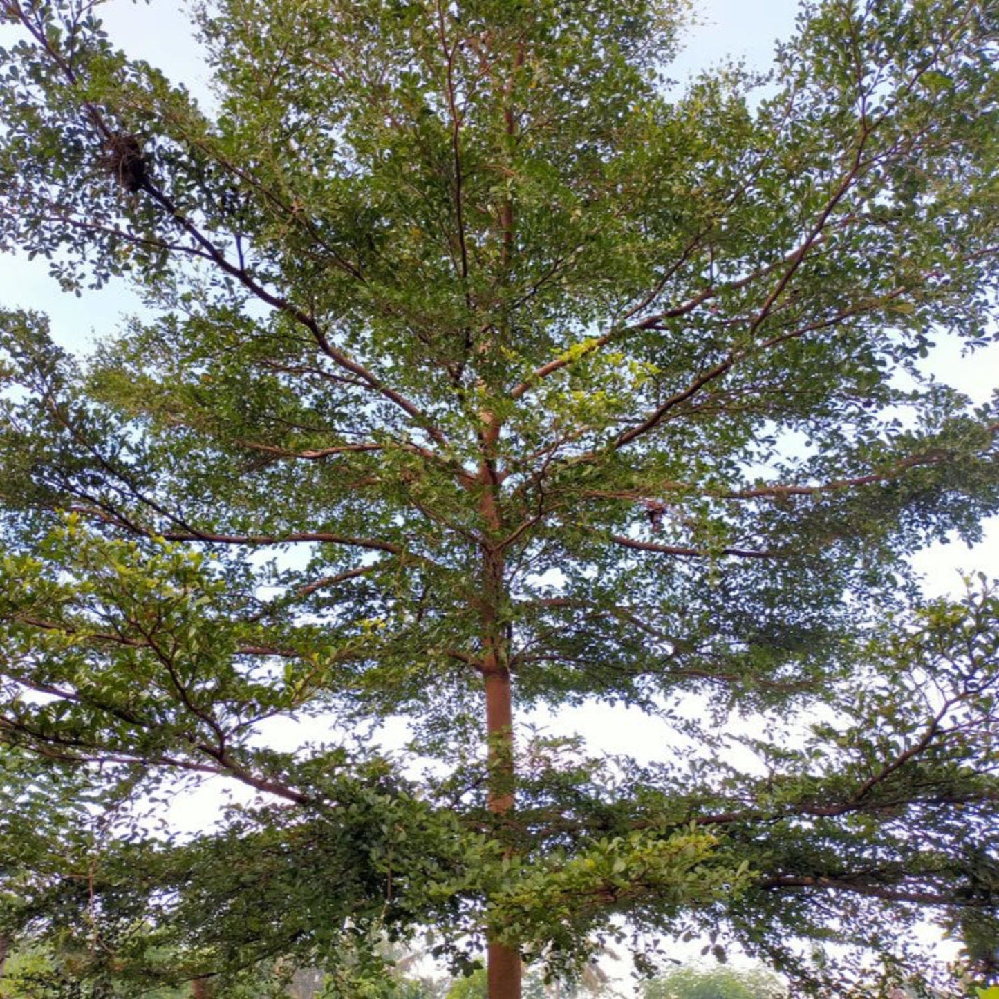 Black Olive Tree plant with a broad green canopy and slender trunk, Live Good Logistics on Tampa Home & Garden Store
