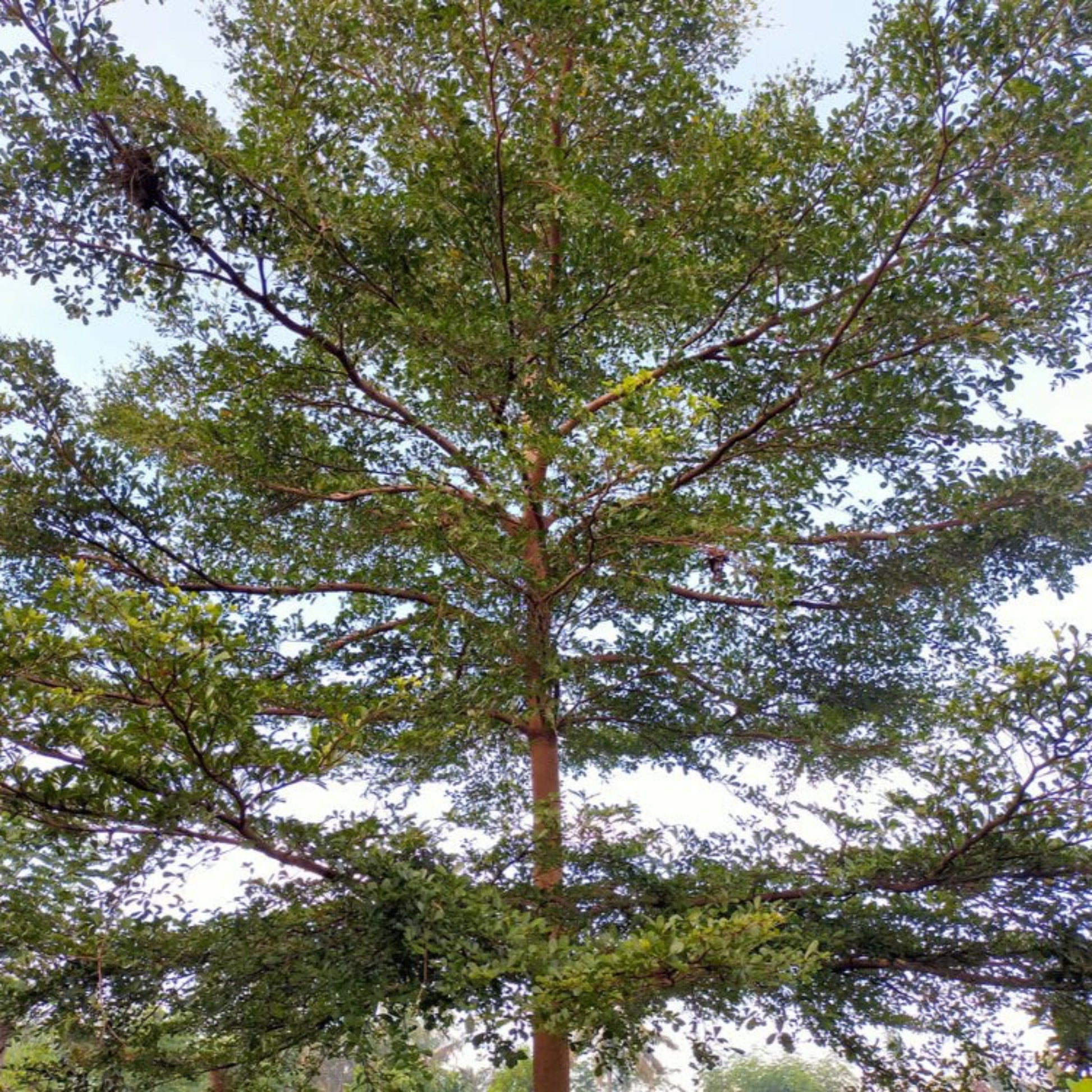 Black Olive Tree plant with a broad green canopy and slender trunk, Live Good Logistics on Tampa Home & Garden Store