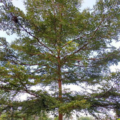 Black Olive Tree plant with a broad green canopy and slender trunk, Live Good Logistics on Tampa Home & Garden Store