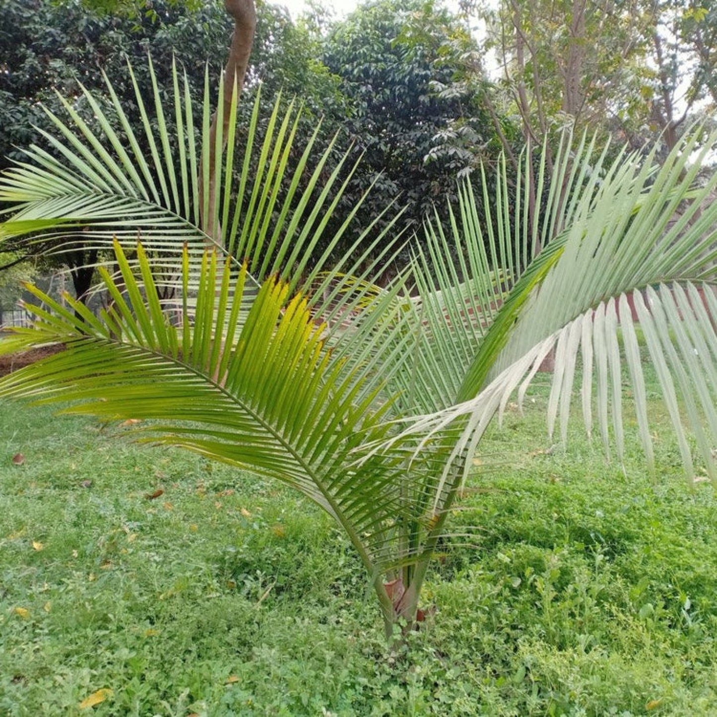 Majesty Palm Tree plant with tall green arching fronds on Tampa Home & Garden Store
