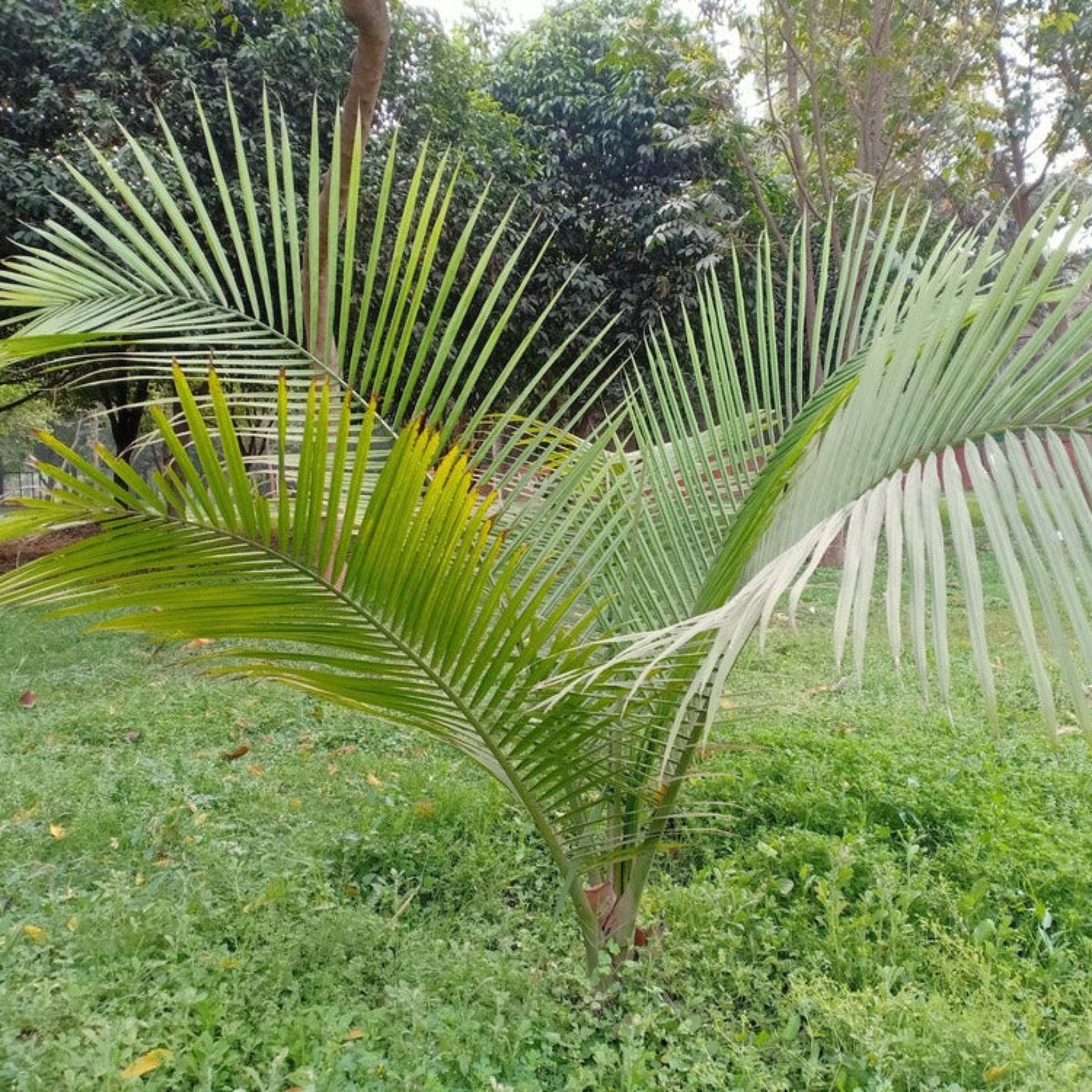 Majesty Palm Tree plant with tall green arching fronds on Tampa Home & Garden Store