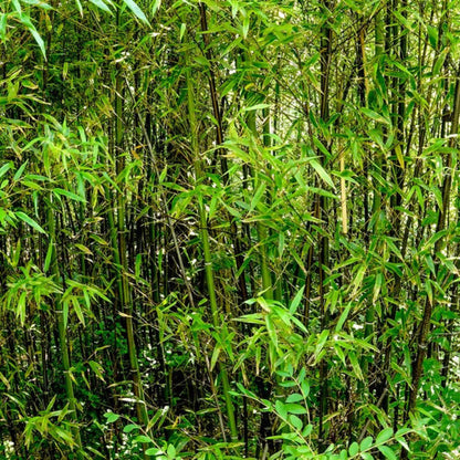 Black Bamboo plant, dense green stalks with slender leaves, Live Good Logistics on Tampa Home & Garden Store