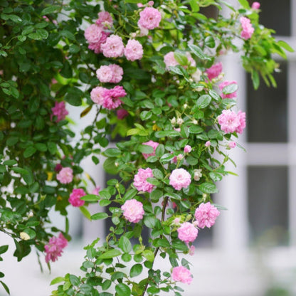 Peggy Martin Climbing Rose plant with pink blooms on climbing vines by Live Good Logistics on Tampa Home & Garden Store