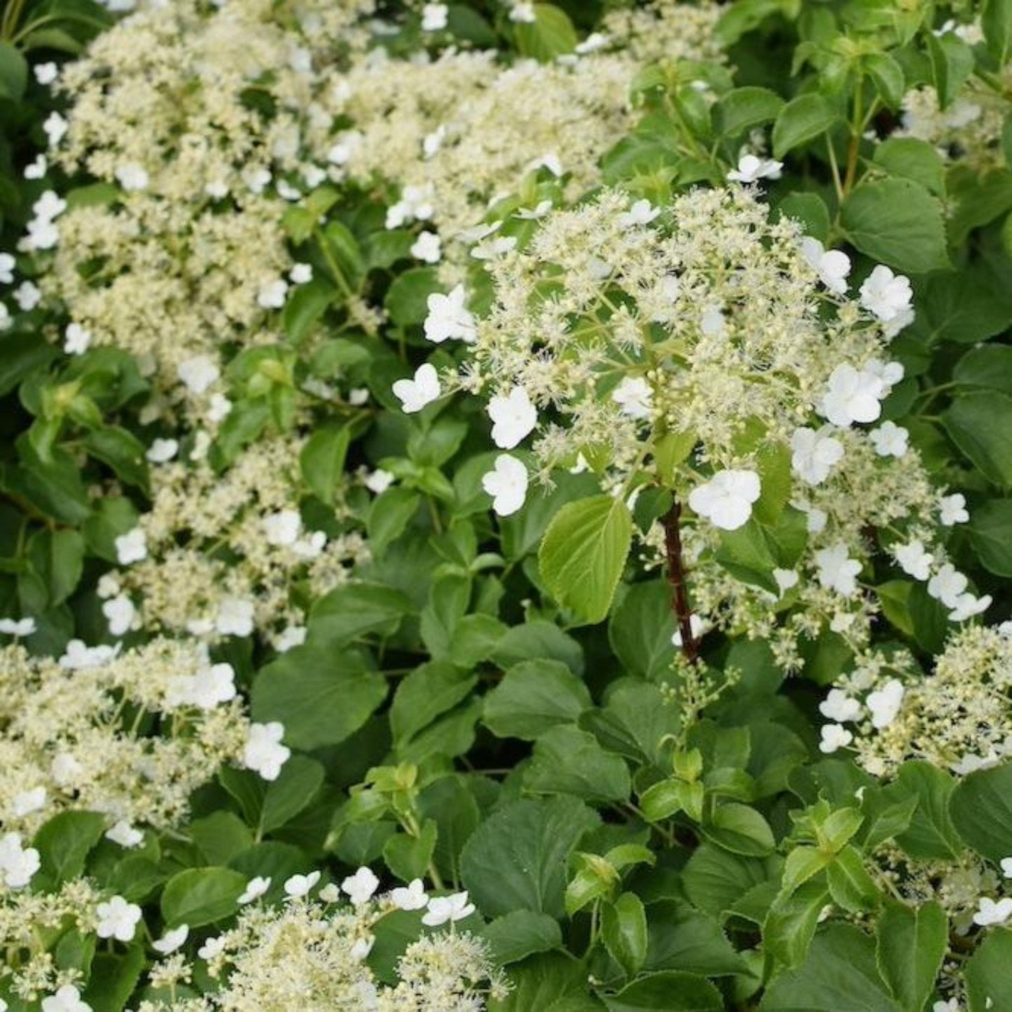 Barbara Ann Climbing Hydrangea plant with white blossoms and lush green leaves on Tampa Home & Garden Store