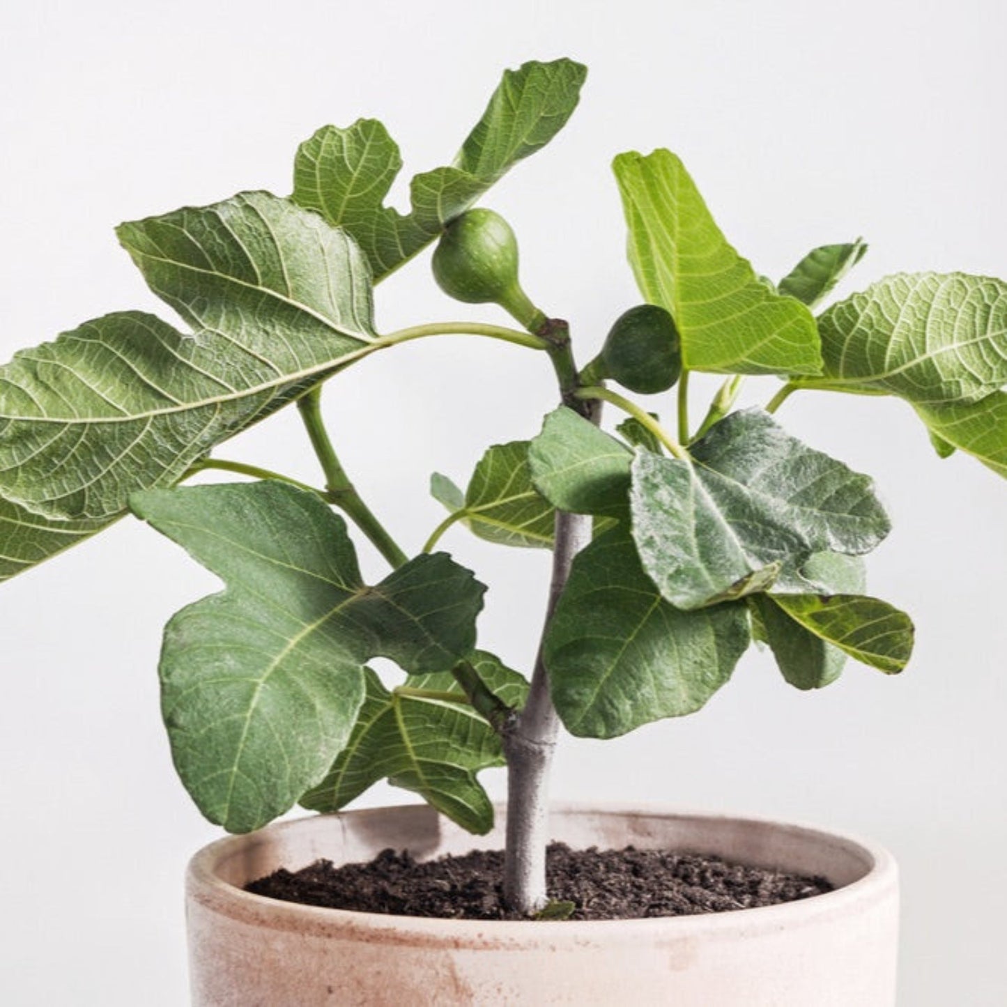 Chicago Hardy Fig Tree plant with large green lobed leaves in a ceramic pot on Tampa Home & Garden Store