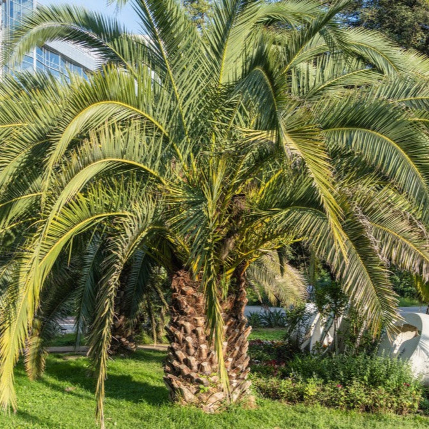 Pindo Palm plants in an outdoor landscape with long green fronds and textured trunks on Tampa Home & Garden Store
