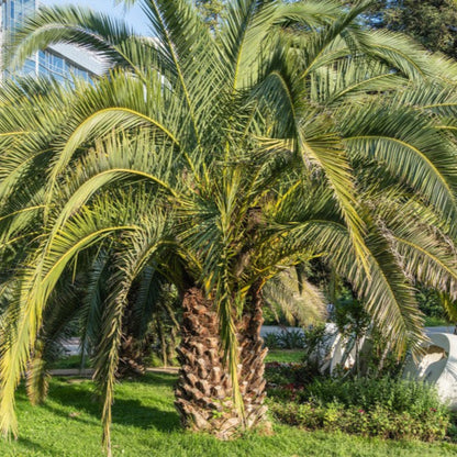 Pindo Palm plants in an outdoor landscape with long green fronds and textured trunks on Tampa Home & Garden Store