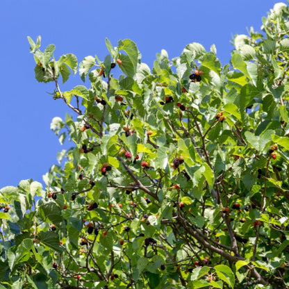 Everbearing Mulberry Tree plant by Live Good Logistics, leaves with red-to-black berries on Tampa Home & Garden Store